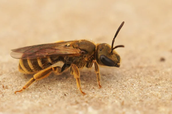 Одяг Бронзовій Борозні Halictus Tumulorum Сидить Камені Саду — стокове фото