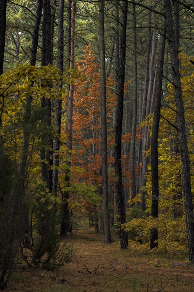 Una Hermosa Vista Los Árboles Bosque Con Colores Otoñales — Foto de Stock