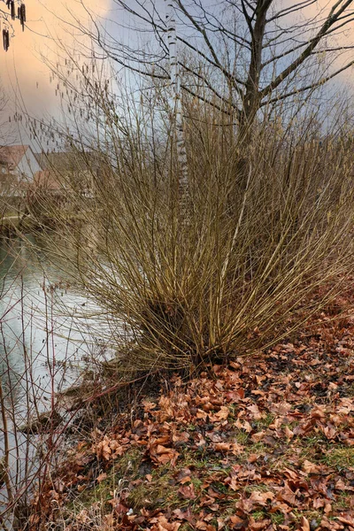 湖畔に植物や乾燥葉の垂直ショット — ストック写真