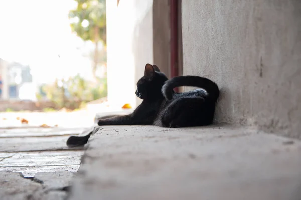 玄関の地面に黒い猫が横になって休んでいる — ストック写真