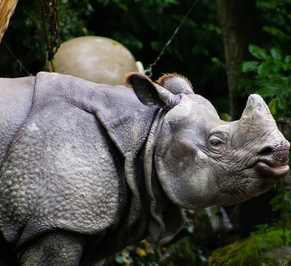 Крупним Планом Великий Чорний Носоріг Зоопарку — стокове фото
