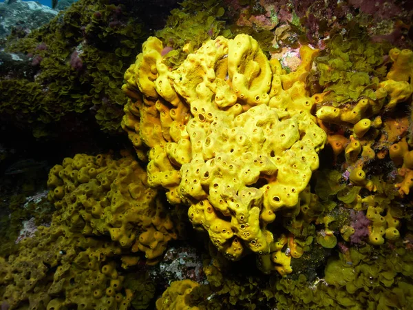 Υποβρύχια Λήψη Ενός Κίτρινου Σωλήνα Σφουγγάρι Aplysina Aerophoba Τον Καθαρισμό — Φωτογραφία Αρχείου