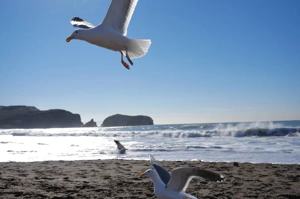 Чайки Летают Над Пляжем Солнечный День — стоковое фото