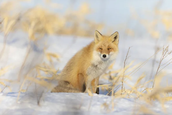 Červená Liška Zasněžené Zimní Krajině — Stock fotografie