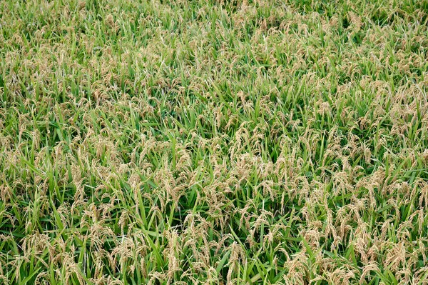 Closeup Shot Golden Green Wheat Fields — Stock Photo, Image