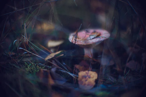 Closeup Shot Wild Mushrooms Ground Curonian Spit National Park Lithuania — стоковое фото