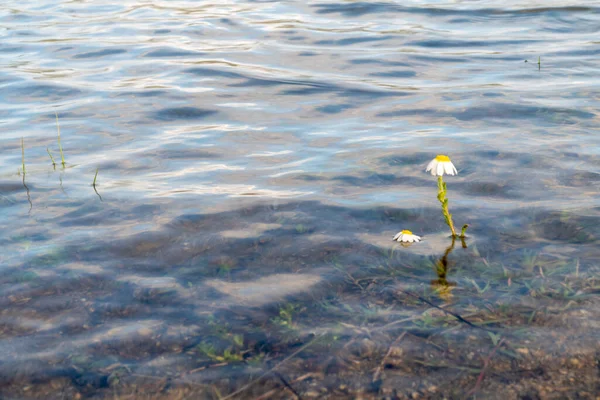 Some Daisies Surviving Meadow Flooded Rains — стоковое фото