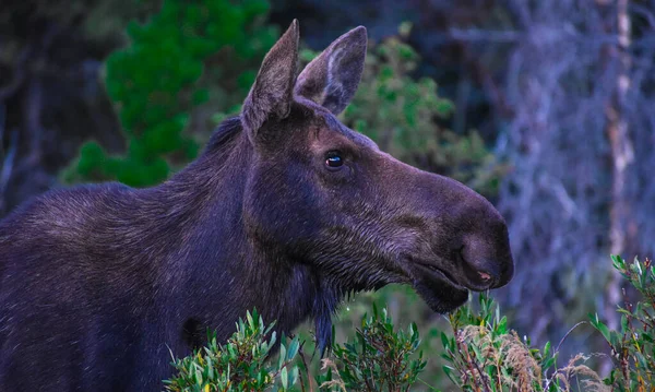 Łoś Spacerujący Parku Narodowym Rocky Mountain Kolorado — Zdjęcie stockowe