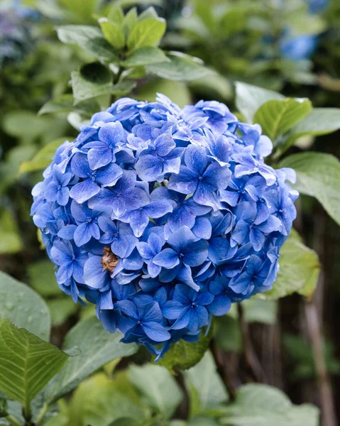 Bahçedeki Mavi Ortanca Çiçeklerinin Yakın Çekimi — Stok fotoğraf