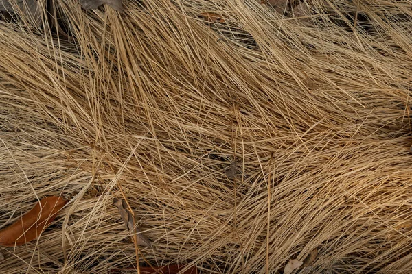 乾燥した草の質感のクローズアップショット — ストック写真