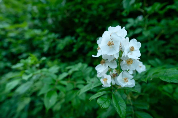 Primer Plano Rosa Patata Rosa Rugosa Con Flores Blancas Jardín — Foto de Stock