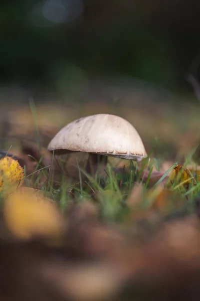 Pequeno Cogumelo Cultivado Floresta — Fotografia de Stock