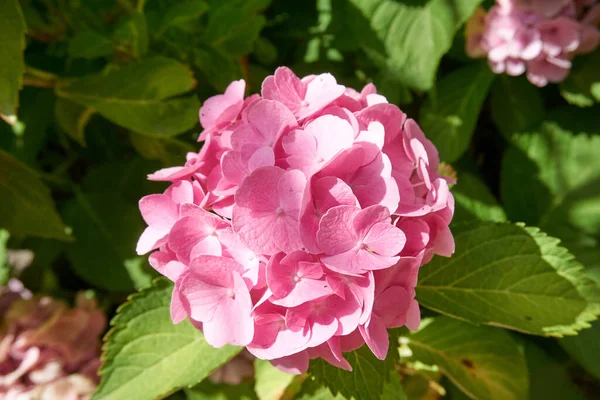 Mělké Zaměření Růžové Krásné Hortenzie Makrofyla Květiny — Stock fotografie