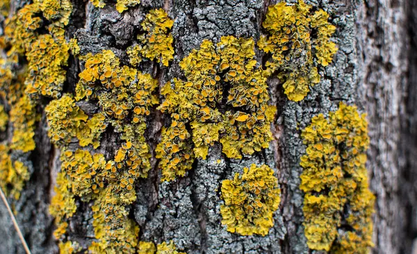 Closeup Shot Yellow Fungus Growing Tree Forest — Stock Fotó