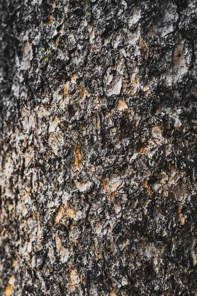 Φόντο Του Φλοιού Του Σκοτεινού Δέντρου — Φωτογραφία Αρχείου