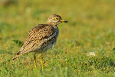 The Burhinus oedicnemus (Eurasian Thick-knee) in the green field on a sunny day clipart