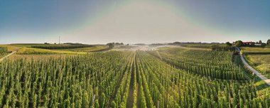 Hop field view from top during harvesting phase and sun reflection clipart
