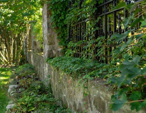 Yeşil Bitkilerle Kaplı Bir Duvar Çit — Stok fotoğraf