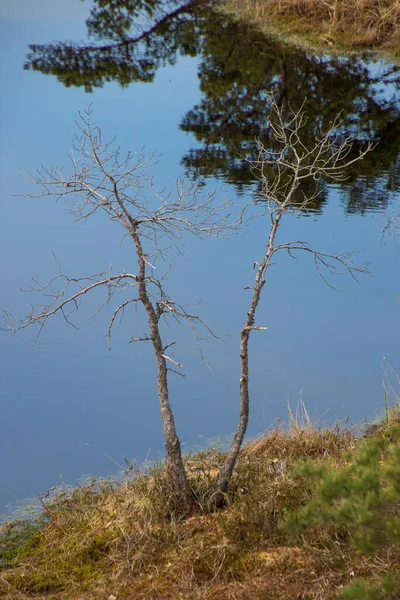 Beautiful View Small Bare Tree Swamp Lithuania — Stockfoto