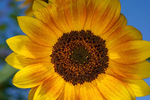 Close Shot Sunflower — Stock fotografie