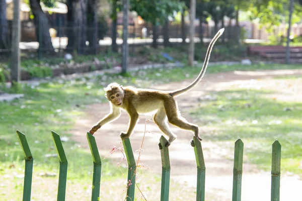 Colpo Fuoco Superficiale Una Piccola Scimmia Con Una Lunga Coda — Foto Stock
