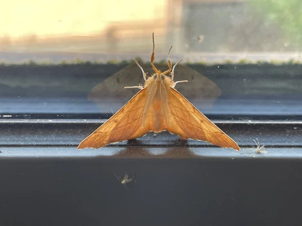 Selective Focus Shot Moth Window — Stock Photo, Image