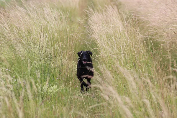 Wiosna Zdjęcie Pięknego Czarnego Psa — Zdjęcie stockowe