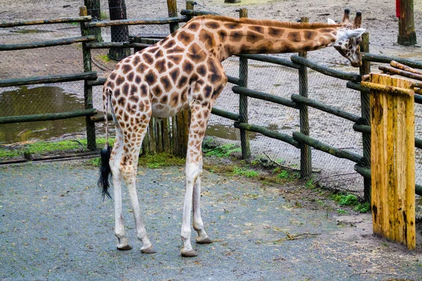 Une Grande Girafe Avec Long Cou Debout Touchant Barrière Verte — Photo