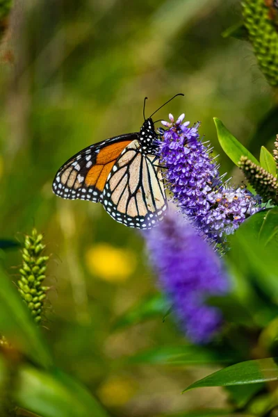 Closeup Shot Butterfly Flower Garden — 图库照片