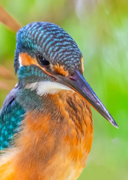 Обычный Kingfisher Присмотрелся Деталям Узора — стоковое фото