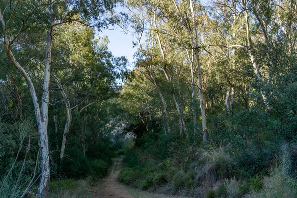 Albero Eucalipto Medicinale Sulle Rive Fiume Andalusia — Foto Stock