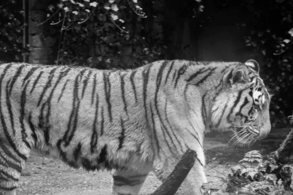 Šedivý Záběr Velkého Krásného Divokého Tygra Jak Volně Kráčí Zoo — Stock fotografie