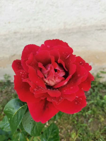 Seletivo Uma Rosa Vermelha Com Gotas Água Jardim — Fotografia de Stock