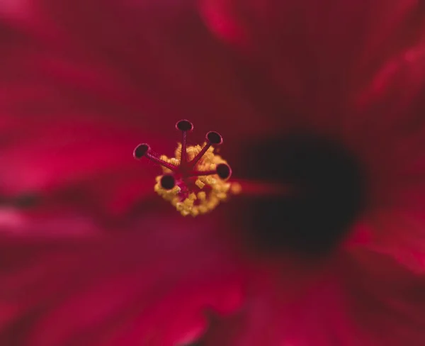 Närbild Röd Hibiskus Blommar Trädgården — Stockfoto