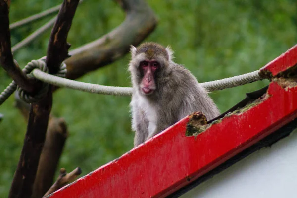 Closeup Monkey Zoo Park — Stock Photo, Image