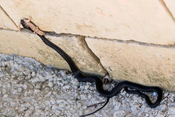 Eine Schwarze Western Whip Snake Hierophis Viridiflavus Macht Jagd Auf — Stockfoto