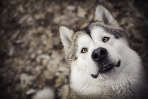 Primer Plano Lindo Malamute Mirando Hacia Arriba Sobre Fondo Borroso —  Fotos de Stock