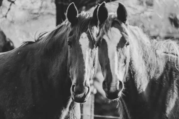 Tiro Tons Cinza Cavalos Fazenda — Fotografia de Stock