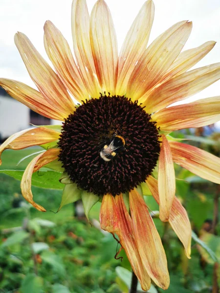 Vertical Close Shot Sunflower Bee Sitting — 스톡 사진