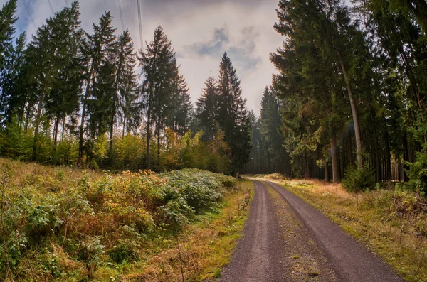 Una Bella Scena Forestale Autunno — Foto Stock