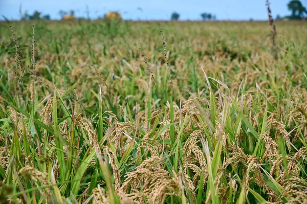 Altın Yeşil Buğday Tarlalarının Yakın Çekimi — Stok fotoğraf