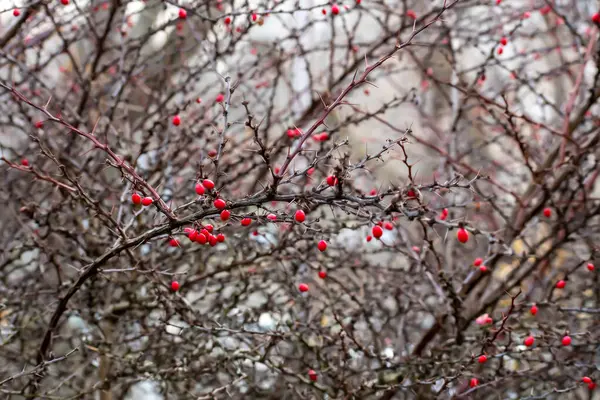 Closeup Shot Tree Full Red Berries Forest — Photo