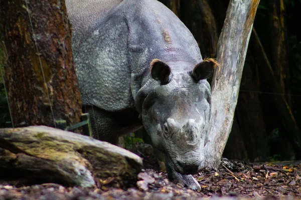 Gros Plan Grand Rhinocéros Noir Dans Parc Zoologique — Photo
