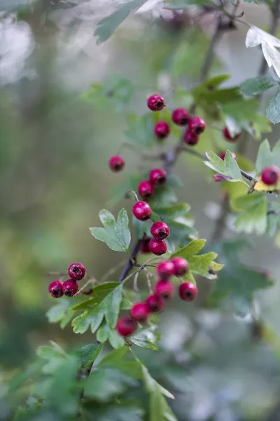 Bulanık Bir Arkaplanda Hawthorn Meyvelerinin Yakın Plan Çekimi — Stok fotoğraf