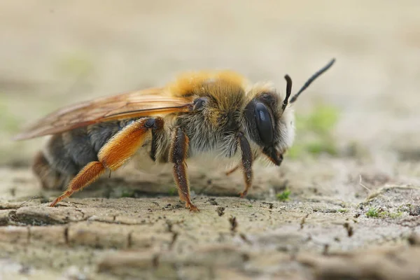 Zbliżenie Barwnej Samicy Pszczoły Górniczej Andreny Tibialis Czerwoną Nogą — Zdjęcie stockowe