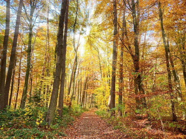 Bayerischer Waldweg Einem Goldenen Oktobertag — Stockfoto