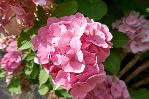 Een Ondiepe Focus Van Een Roze Mooie Hortensia Macrophylla Bloemen — Stockfoto
