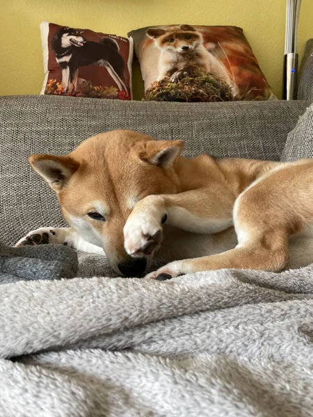 Ένα Κοντινό Πλάνο Ενός Χαριτωμένου Σκύλου Shiba Inu Ξαπλωμένου Στον — Φωτογραφία Αρχείου