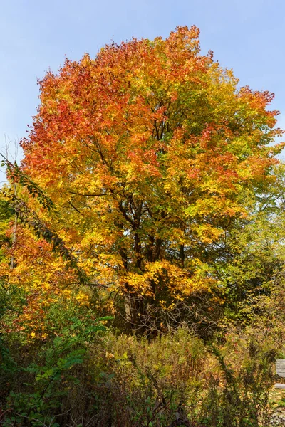 Sonbaharda Sarı Turuncu Yapraklı Bir Meşe Ağacı — Stok fotoğraf