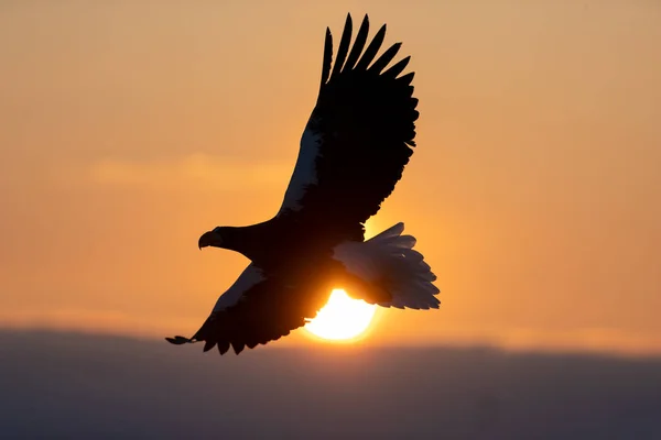 Belo Tiro Uma Águia Com Céu Pôr Sol Fundo — Fotografia de Stock